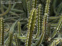 Image result for Euphorbia griseola