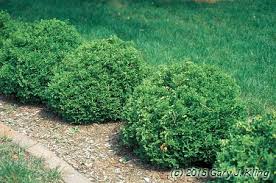 Image result for Hetaeria occidentalis