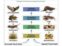 It has a dense tree population with significantly high precipitation. Food Chains Webs And Pyramids Energy Flow And Energy Loss In Ecosystems Science Ppt Download