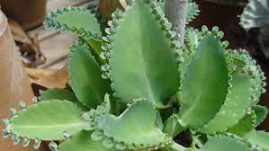 These colorful flower are beautiful to look at and adds color in. These Common Household Succulents Can Be Toxic To Your Pets