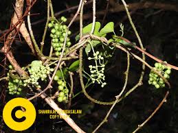 Image result for Tinospora orophila