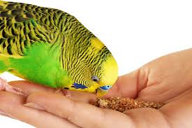 Budgie Food List Budgie Food Budgie Guide Guide Omlet Uk