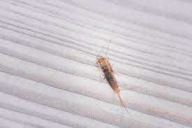 The easiest way to avoid mayflies is to simply avoid waterfront. How To Get Rid Of Silverfish In Your House Tips To Kill Silverfish