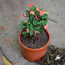 Image result for Euphorbia williamsonii