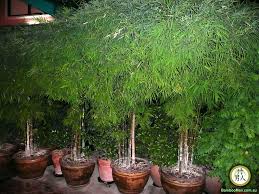 Image result for Bambusa