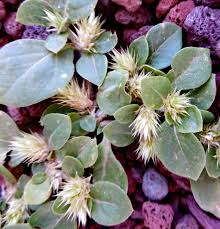 Image result for Alternanthera pungens