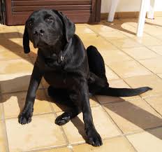 White, tan, brown, red, blue, black, fawn, lemon, blue tick and white tick. The Beagle Lab Mix A K A Beagador Fun Playful With A Mind Of Its Own Animalso