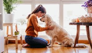 Zum beispiel davon, welche menge futter täglich im futternapf landet oder wie viele unkosten für. Laufigkeit Hund Wichtige Infos Und Viele Tipps 2021 Dog S Places