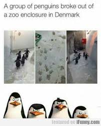 We All Know The Name Of Those Penguins Who Else Would It Be Madagascar Penguins Of Madagascar Funny Penguins