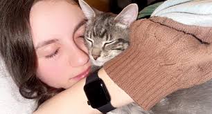 Lost Cat in Anacortes: Mate