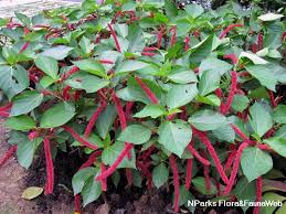 Image result for Acalypha hispida