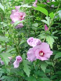 Maybe you would like to learn more about one of these? Hardy Hibiscus Forest Garden