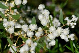 Image result for Fabaceae subfamily Mimosoideae