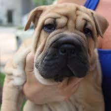 Maybe you would like to learn more about one of these? Baby Rocco Shar Pei English Bulldog Mix Cute Animals Pets English Bulldog