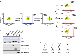 It is estimated that the human proteome consists of ~300,000 different proteins, or about 10x more than the number of genes (!) slideshow 441828 by corinna. A Chemical Biology Route To Site Specific Authentic Protein Modifications Science