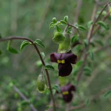 Image result for Tinnea rhodesiana