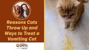 They are just like toddlers, putting everything. Reasons Cats Throw Up And Ways To Treat A Vomiting Cat Youtube