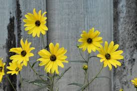 Image result for Helianthus angustifolius