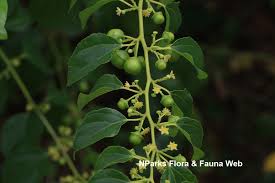 Image result for Colubrina asiatica