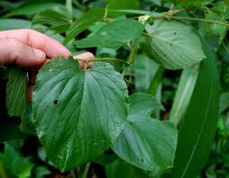 Image result for Gouania