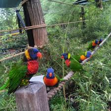 Birds Of A Feather Williamsburg Saturday We Went To Busch Gardens Williamsburg They Have An Aviary Filled With Mostly Rainbow Lorikeets In 2020 Nature Photography Busch Gardens Williamsburg Birds