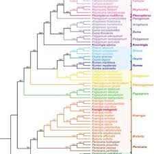 Image result for Marsdenia cynanchoides