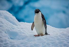 You can also upload and share your favorite penguins wallpapers. Hd Wallpaper Adelie Penguin Antarctic Snow Bird Wallpaper Flare