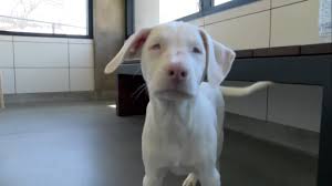 From dogs, cats, birds, fish and even reptiles we have anything you are looking for found in our convenient stores. Rescue Puppy Acts As Blind Deaf Littermate S Guiding Star