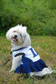 Pets First Collegiate Duke Blue Devils Dog Cheerleader Dress Medium Much More Information Could Be Found At Th Cheerleading Outfits Dog Clothes Puppy Costume