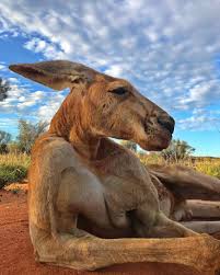Australia Com Remembering Roger The World S Most Buff Kangaroo And A True Icon Of The Kangaroo Sanctuary Alice Springs Facebook