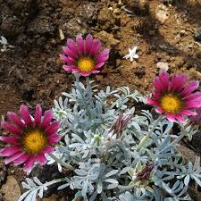 Maybe you would like to learn more about one of these? Gazania Rigens Purple Treasure Flower Silver Leaf In Gardentags Plant Encyclopedia