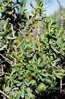 Image result for Clutia