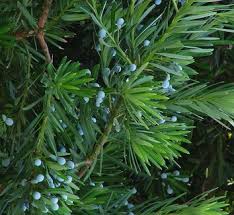 Image result for Podocarpaceae