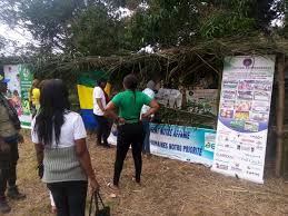 Image result for Culcasia ekongoloi