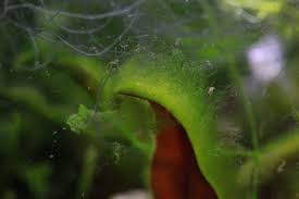 Green hair algae (not brown) on the rocks has increased in certain spots, usually on corners and protrusions at the top. Hair Algae Aquascaping Wiki Aquasabi