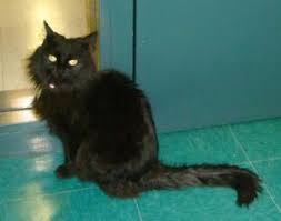 Kit Is An Adoptable Domestic Medium Hair Black Cat In Lakewood Co Hello My Name Is Kit I M A Sweet And Petite Little Girl Black Cat Cats Medium Hair Styles