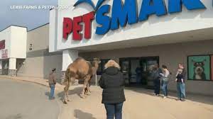 Updated daily for all levels, beginner to advanced! Man Brings Camel To Michigan Petsmart Youtube