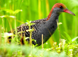 BLRM-Brian Leedham's Rail Media