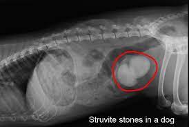 Dietary Treatment Of Bladder Stones Clinical Nutrition Service At Cummings School