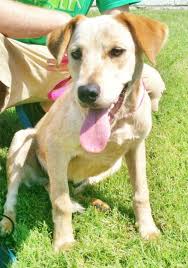 This Is Clemons 2284 He Is A 18 24 Month Old Heeler Lab Mix He Is Dog And Kid Friendly H Dogs And Kids Australian Cattle Dog Red Yellow Labrador Retriever