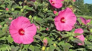 Image result for Hibiscus meyeri
