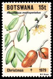 Image result for Hexalobus monopetalus