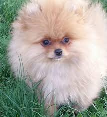 diane freyer adli kullanicinin 4my furbabies panosundaki pin kopek
