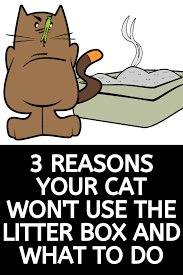 Why Your Cat Won T Use The Litter Box And What To Do To Fix It With Images Litter Box Cat Behavior Litter