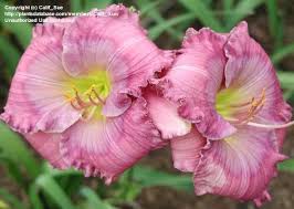 Select quality bulbs and plants in our store online. Plantfiles Pictures Daylily Lavender Blue Baby Hemerocallis By Calif Sue