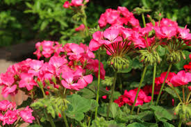 Image result for Pelargonium grossularioides