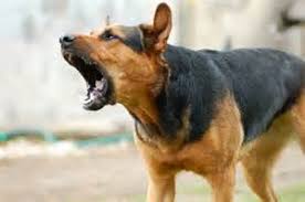 Barking dog will help you!barking dog reproduces the sounds of an angry dog. Invisible Dogs That Deter Burglars Physical Security Online