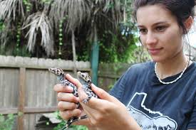 Endangered Chinese alligator hatchlings first born in U.S. in 16 years