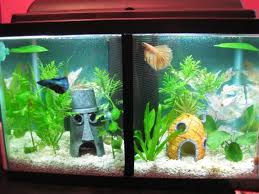 Dividing Betta Tanks God Or Bad Betta Tank Betta Fish Tank Pet Fish
