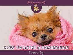How To Bathe A Pomeranian Pomeranian Bathing Tips